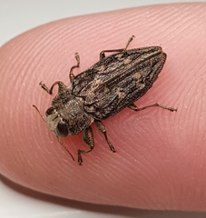 Chrysobothris femorata