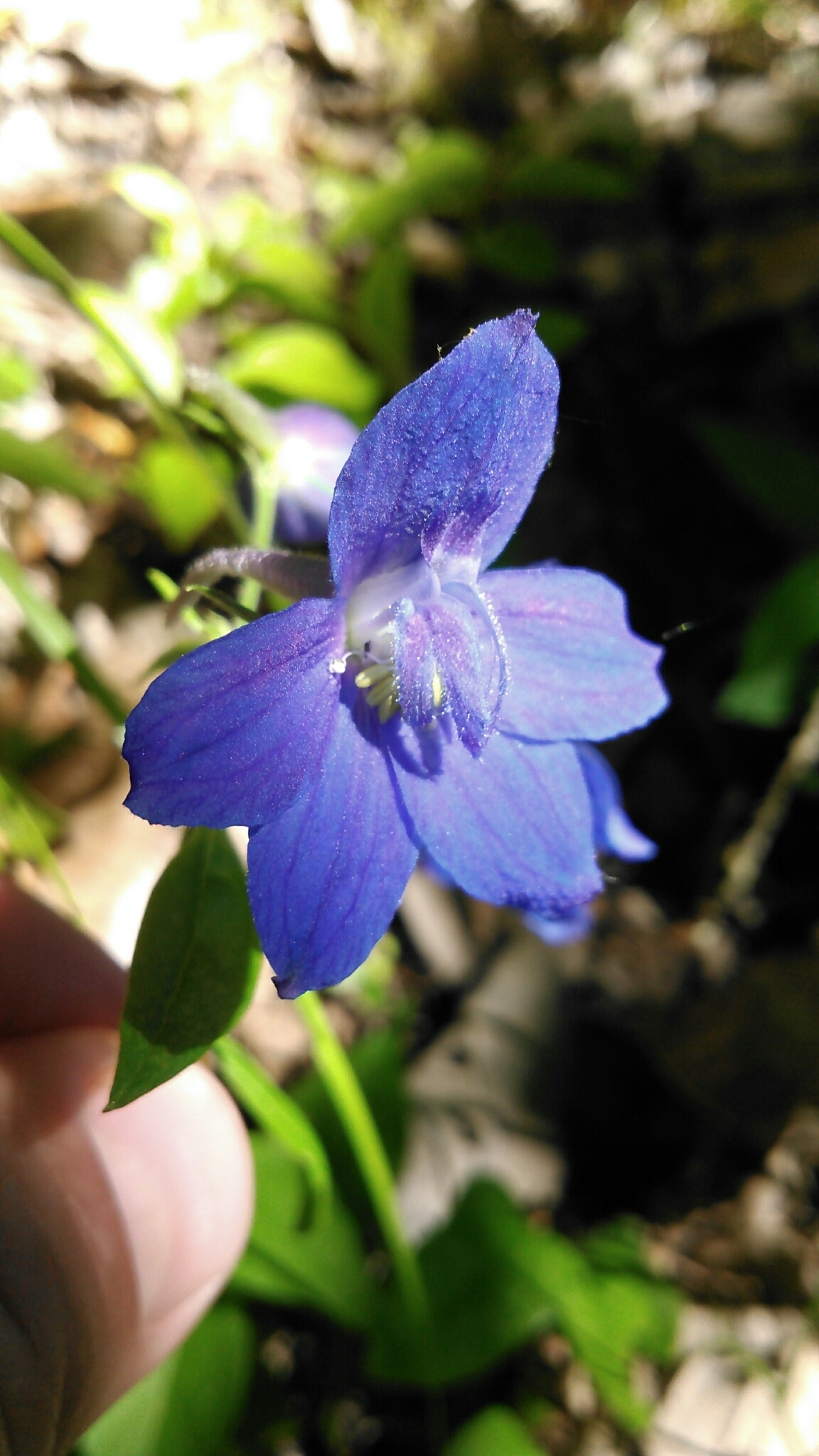 Delphinium alabamicum