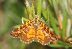 Chrysolarentia chrysocyma