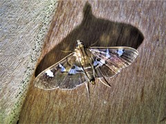 Desmia ufeus