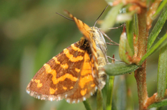 Chrysolarentia chrysocyma