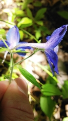 Delphinium alabamicum