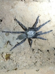 Pterinochilus murinus