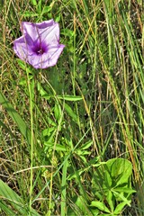 Ipomoea cairica cairica