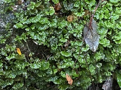 Hymenophyton