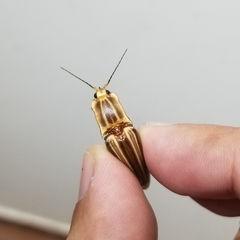 Semiotus ligneus image