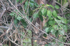 Baeolophus inornatus