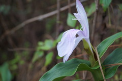 Roscoea