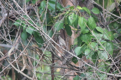 Baeolophus inornatus