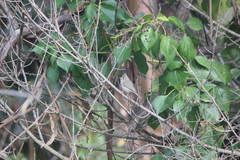 Baeolophus inornatus