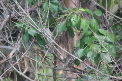 Baeolophus inornatus