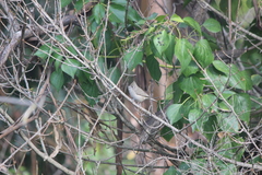 Baeolophus inornatus