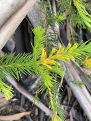 Persoonia acerosa