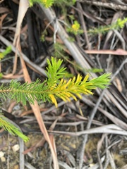 Persoonia acerosa