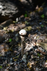 Battarreoides diguetii