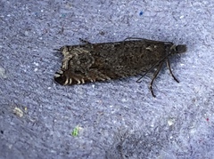 Ancylis unguicella