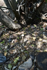 Battarreoides diguetii