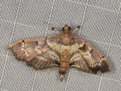 Salbia cassidalis
