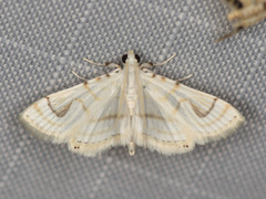 Neurophyseta