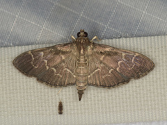 Pilocrocis