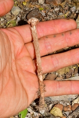 Battarreoides diguetii