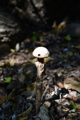 Battarreoides diguetii