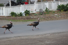 Meleagris gallopavo
