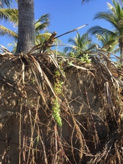 Pectis multiflosculosa