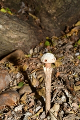 Battarreoides diguetii