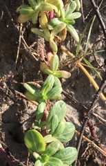 Pectis multiflosculosa