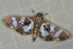 Desmia bajulalis