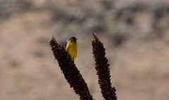Serinus nigriceps