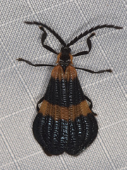 Calopteron bifasciatum