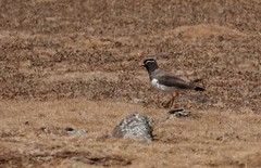 Vanellus melanocephalus