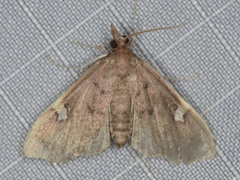 Midilinae