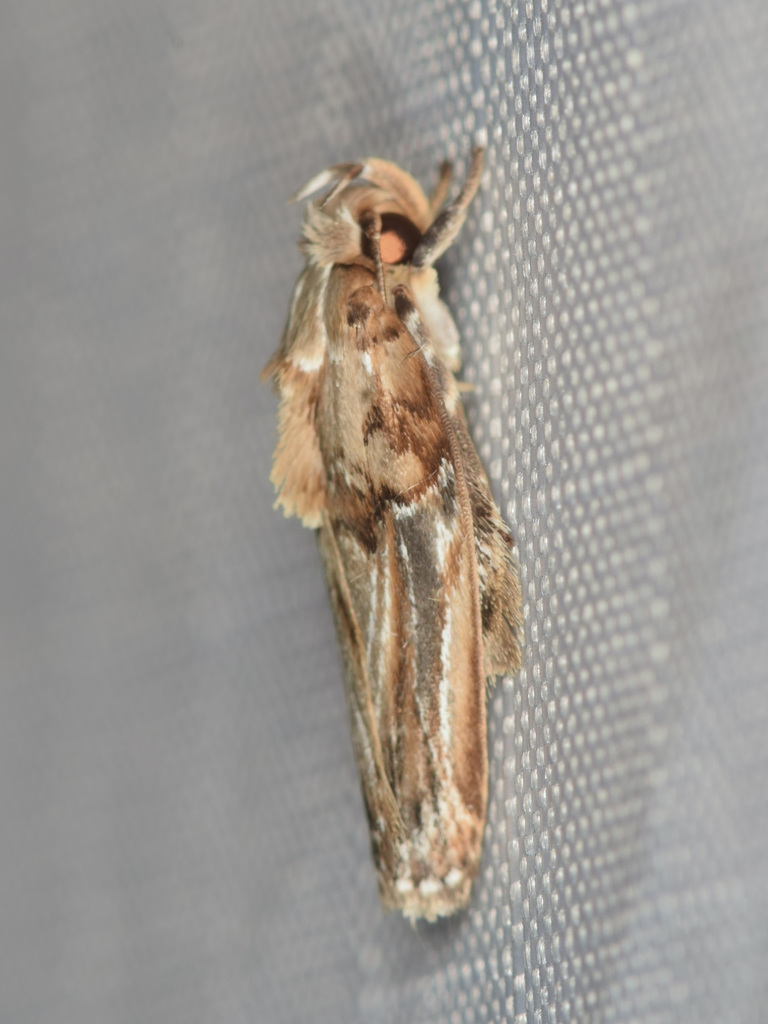 Antaeotricha marmorea