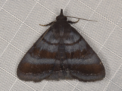 Rejectaria lysandria