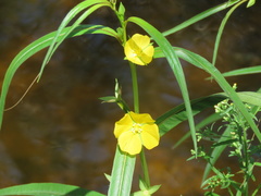 Ludwigia longifolia