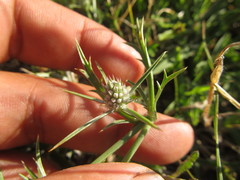 Eryngium echinatum