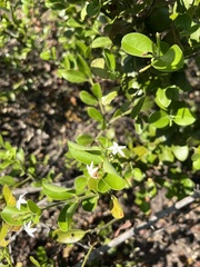 Carissa spinarum