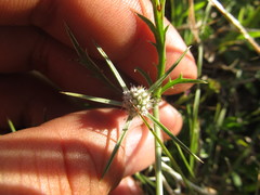 Eryngium echinatum