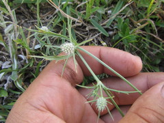 Eryngium echinatum