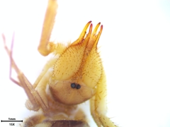 Horribates spinigerus