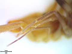 Horribates spinigerus