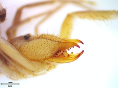 Horribates spinigerus