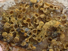Trichia scabra