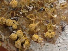 Trichia scabra