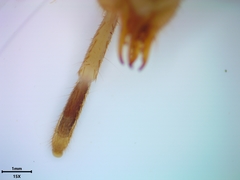 Horribates spinigerus