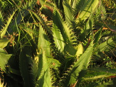 Eryngium serra