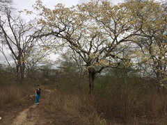 Anadenanthera colubrina